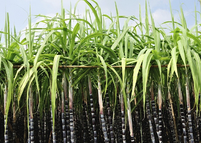 UP will distribute 1.7 million bio-decomposers to convert paddy straw into bio-compost.