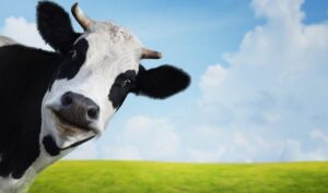 UP bets big on biogas production