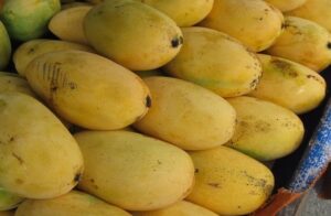 Dussehri mango expoted to Dubai