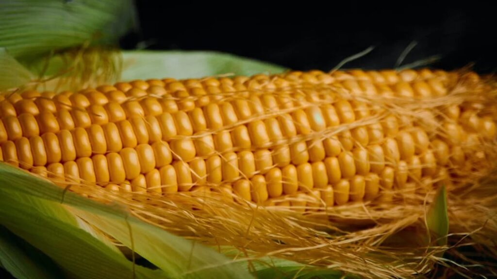 UP to procure rabi maize crop