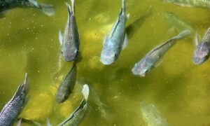 UP fish production jumps to 915k tonnes