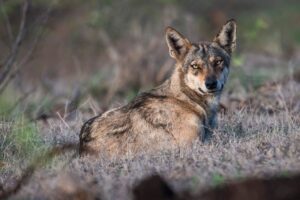 UP fencing to mitigate human-wildlife conflict