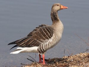 UP to host International Bird Festival
