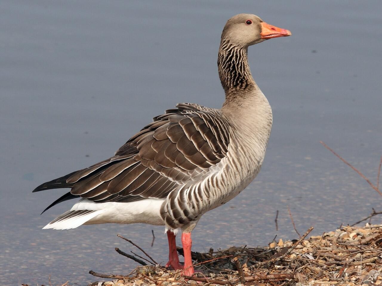 UP to host International Bird Festival